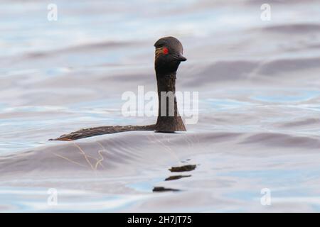 Grèbe à cou noir (Podiceps nigricollis) Banque D'Images