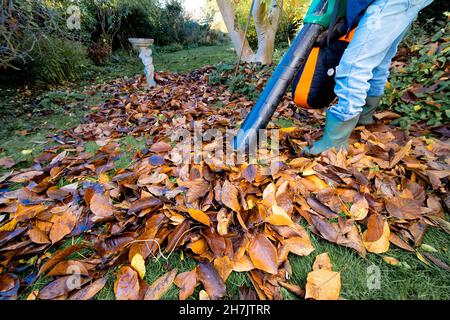 En utilisant le vide électrique en automne sur les feuilles de magnolia tombées sur la pelouse d'herbe prêt à faire la moisissure de feuilles ou paillis après avoir pourri dans des sacs de bac, Berkshire, Royaume-Uni Banque D'Images