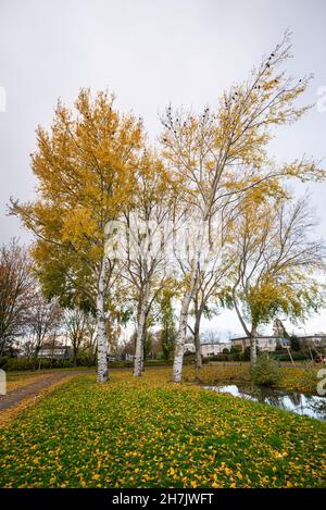 Peupliers gris (Populus canescens) aux couleurs automnales dans un village hollandais Banque D'Images