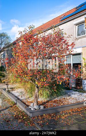 Pommier décoratif avec beaucoup de petites pommes décoratives rouges dans un jardin Banque D'Images