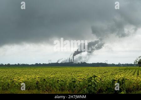 La fumée d'un moulin à sucre écrasant la canne en saison contre un ciel orageux et des tournesols en premier plan Banque D'Images