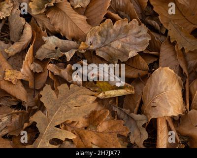 Feuilles sur le sol des bois, avec des galettes de chêne sur la feuille de chêne. Banque D'Images