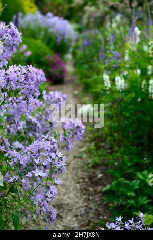 Campanula Lactisflora variété de Prichard,fleurs violet-bleu en forme de cloche,fleurs,fleurs,vivaces,jardin de cottage,jardins,RM Floral Banque D'Images