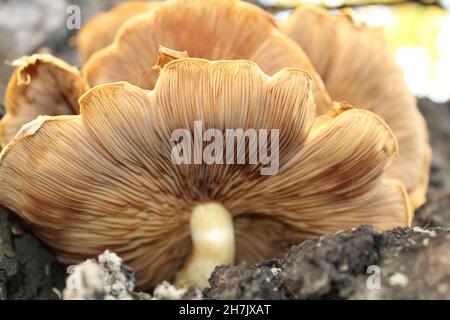 Gros plan des détails texturés sur le champignon brun Banque D'Images