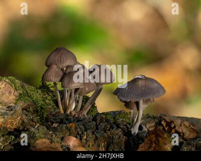 Groupe de champignons Bonnet poussant sur un arbre tombé dans les bois. Banque D'Images