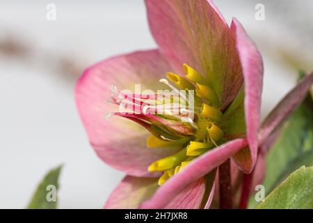 Gros plan d'une fleur de chellebore rose en fleur Banque D'Images