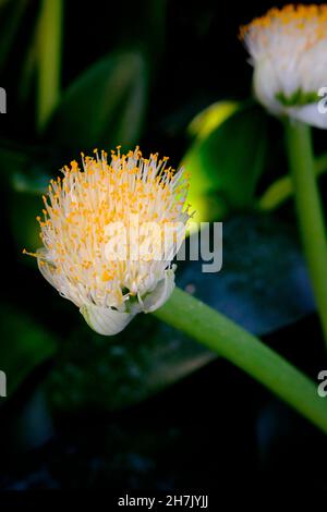 Haemanthus albiflos, 'paintbrush plante' Banque D'Images