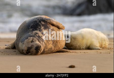 Un phoque gris pup (Halichoerus grypus) suçant de sa mère, Norfolk Banque D'Images