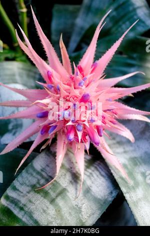 Plante d'Aechmea fasciata, membre de la famille des Bromeliaceae, originaire du Brésil. Banque D'Images