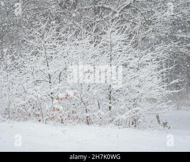 De petits arbres et un banc de parc ont coulé de neige tombant pendant une tempête de neige printanière Banque D'Images