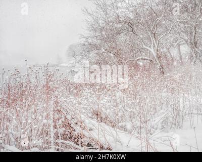 Les arbres et les plantes du Lakeshore sont couverts de neige tombant pendant une tempête de neige Banque D'Images