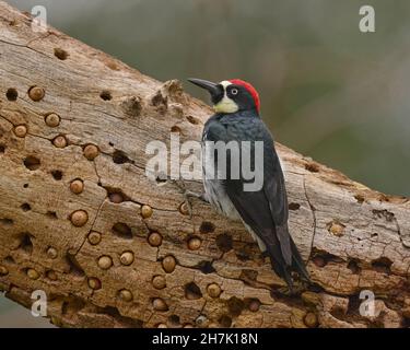 Acorn Woodpecker (Melanerpes formacivorus) Sacramento Comté Californie États-Unis Banque D'Images