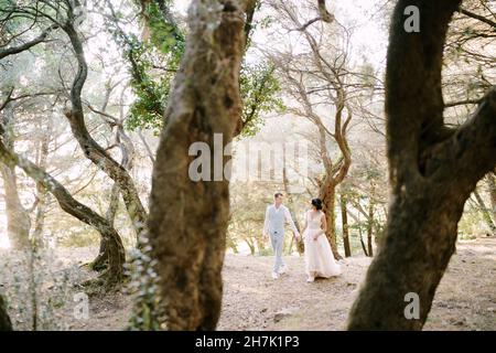 La mariée et le marié marchent en tenant les mains parmi les arbres dans une oliveraie Banque D'Images