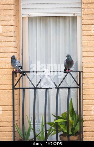 Paire de pigeons sauvages (Columba livia domestica) perchés sur une rambarde.Barcelone.Catalogne.Espagne. Banque D'Images