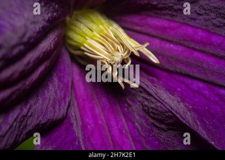 Image abstraite douce de la belle tulipe pourpre variégée. Banque D'Images