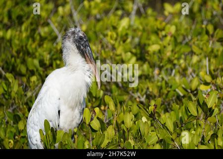 Profil d'un porc en bois (Mycteria americana) perché dans un marais de mangrove Banque D'Images