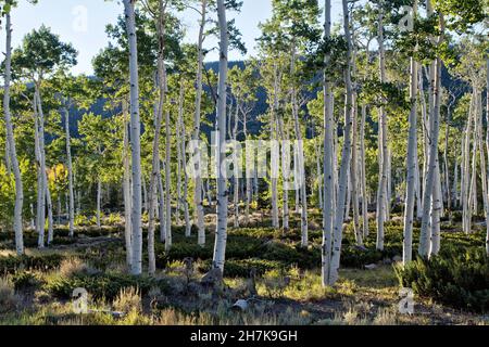 Tremblante Aspen Grove 'Pando Clone', également connu comme un géant tremble, colonie clonale d'un individu mâle qui tremille le peuplier, Utah. Banque D'Images