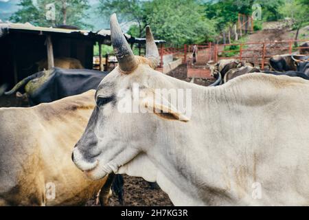 Portrait d'un jeune taureau posant à l'intérieur d'un corral sur un ranch Banque D'Images