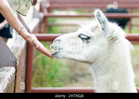 Une petite fille nourrissant la main alpaca à la ferme du zoo, un jour d'été Banque D'Images