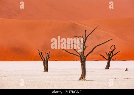 Arbres morts dans la casserole d'argile salée des Dead Vlei du désert de Namib dans l'ouest de la Namibie Banque D'Images