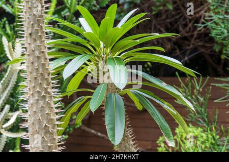 Madagascar Palm (Pachypodium lamerei) - Floride, Etats-Unis Banque D'Images