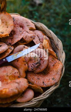 Champignons frais et couteau dans le panier Banque D'Images