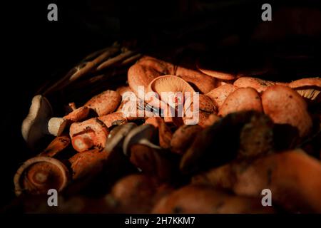 Lumière du soleil sur les champignons frais de Matsuprendre Banque D'Images