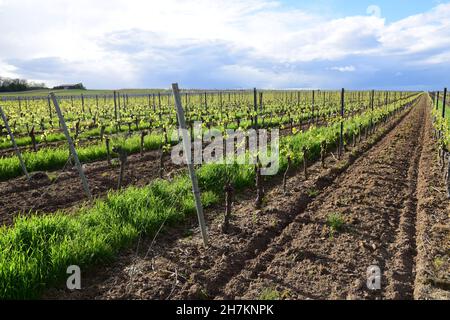 Vignobles au début de la saison viticole avec vignes et poteaux de vignes. Banque D'Images