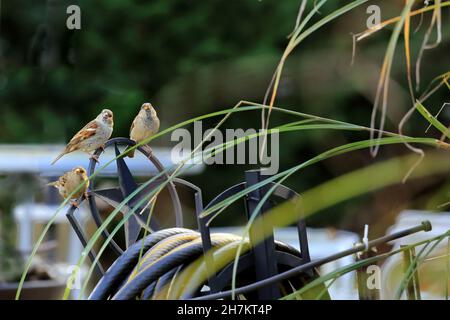 Sparrows long Island New York Banque D'Images