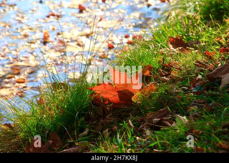 Feuilles d'automne tombées sur l'herbe au bord du lac Banque D'Images