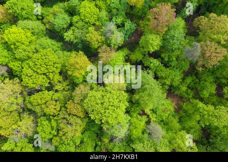 Vue aérienne de la forêt verdoyante au printemps Banque D'Images