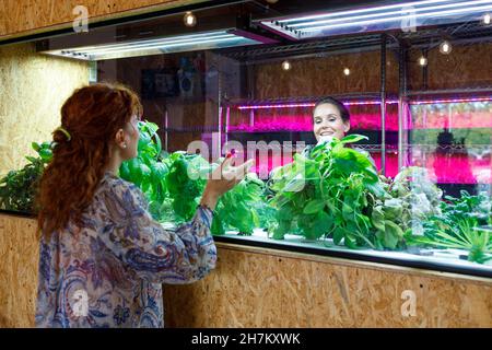 Femme propriétaire coupant des légumes dans le semoir à la serre Banque D'Images