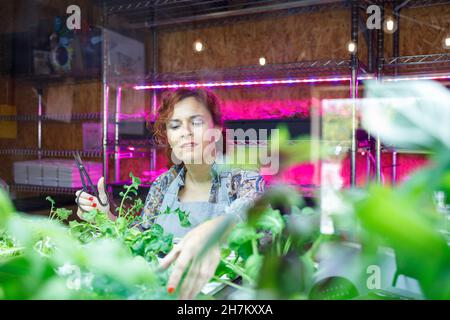 Femme propriétaire souriant tout en coupant des plantes en serre Banque D'Images