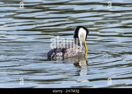 Gros plan vue arrière d'un Grebe occidental plongeant son bec dans l'eau. Banque D'Images