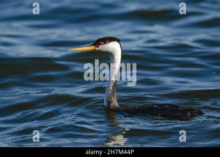 Un gros plan d'un hybride Clark's Grebe et Western Grebe, avec son œil rouge, et son bec incurvé jaunâtre mis en évidence par le soleil. Banque D'Images