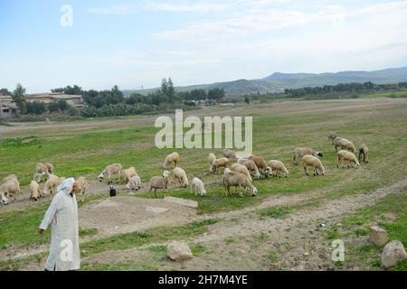 Un homme marocain qui annonce ses moutons dans le nord du Maroc. Banque D'Images