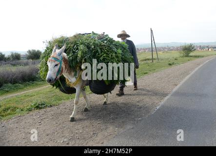 Un homme marocain à cheval sur son âne dans les zones rurales Banque D'Images