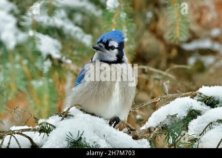 Un geai bleu de l'est, 'Cyanocitta cristata', perché sur une branche d'épinette enneigée en Alberta au Canada Banque D'Images