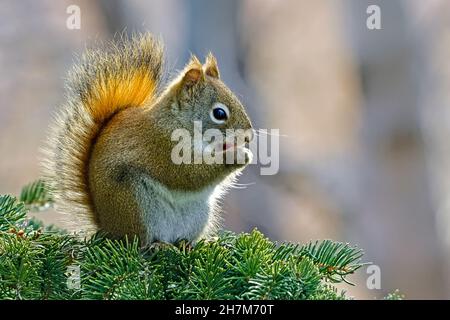 Un écureuil rouge 'Tamiasciurus hudsonicus', assis sur une branche d'épinette qui se nourrit de quelques baies rouges dans les régions rurales du Canada de l'Alberta. Banque D'Images