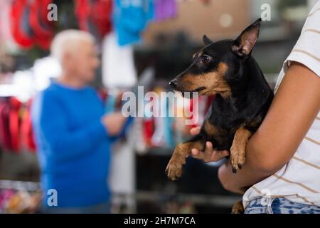 Petit chien entre les mains d'une femme dans la boutique d'animaux Banque D'Images