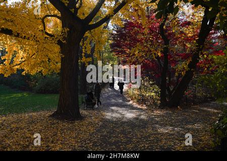 Silouhette d'une femme marchant dans Central Park au milieu d'érable rouge et jaune et de ginko le matin de l'automne. Banque D'Images