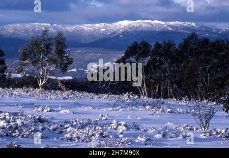 PARC NATIONAL DE KOSCIUSKO DANS LES MONTAGNES ENNEIGÉES, NOUVELLE-GALLES DU SUD, AUSTRALIE. VUE SUR LES MONTAGNES ET LES GOMMIERS. Banque D'Images