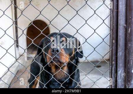 Gros plan d'un magnifique rottweiler derrière la clôture en filet Banque D'Images