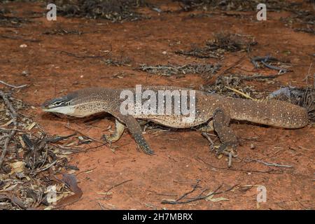 Moniteur à pois jaunes (Varanus panoptes) marchant dans une posture défensive.Il est capable de fonctionner très rapidement pendant au moins 100 M.Yalgoo, région du Moyen-Ouest Banque D'Images