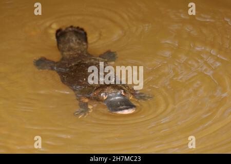 Ornithorynques (Ornithorhynchus anatinus) nageant.Yungaburra, Atherton Tableland, Queensland, Australie Banque D'Images