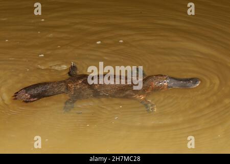 Ornithorynques (Ornithorhynchus anatinus) nageant.Yungaburra, Atherton Tableland, Queensland, Australie Banque D'Images