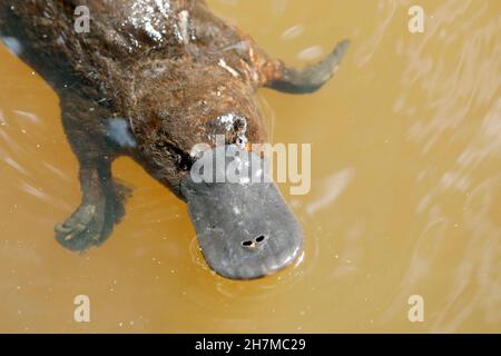 Tête de platypus (Ornithorhynchus anatinus).Yungaburra, Atherton Tableland, Queensland, Australie Banque D'Images