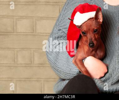 Un chien dans un chapeau de Noël.Une fille tient un chien dans ses mains.Le chien de la famille est chaleureux et confortable.Joyeux Noël Banque D'Images