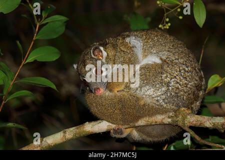 La queue rouge possum (Pseudochirops archeri) était enroulée dans un arbre la nuit.Malanda, Atherton Tableland, Queensland, Australie Banque D'Images