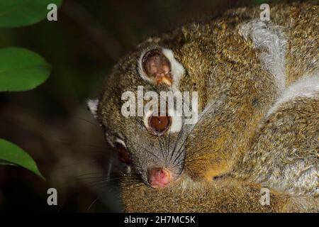 Tête d'une possum à queue rouge (Pseudochirops archeri) reposant dans un arbre la nuit montrant les grands yeux pour son style de vie nocturne et le W Banque D'Images